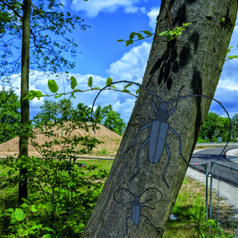 Heldbockkäfer im Fechenheimer Wald