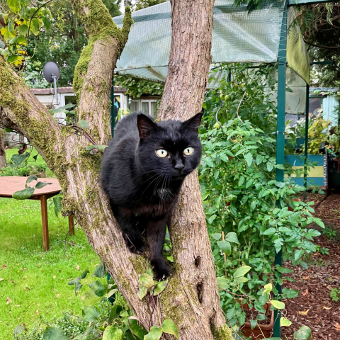 Weniger streunende Katzen in Frankfurt