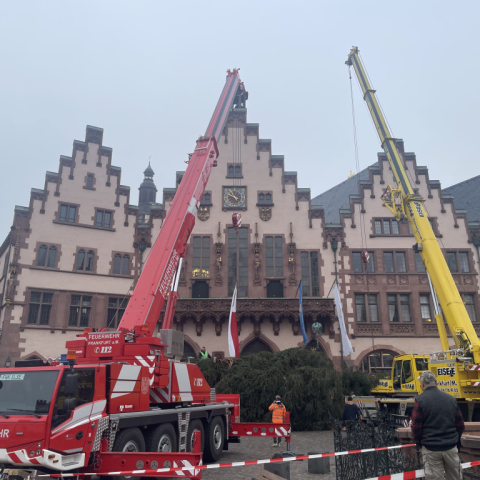 Weihnachtsbaum auf dem Römer