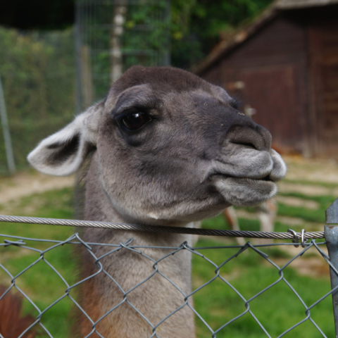 Opel-Zoo trifft Sicherheitsmaßnahmen