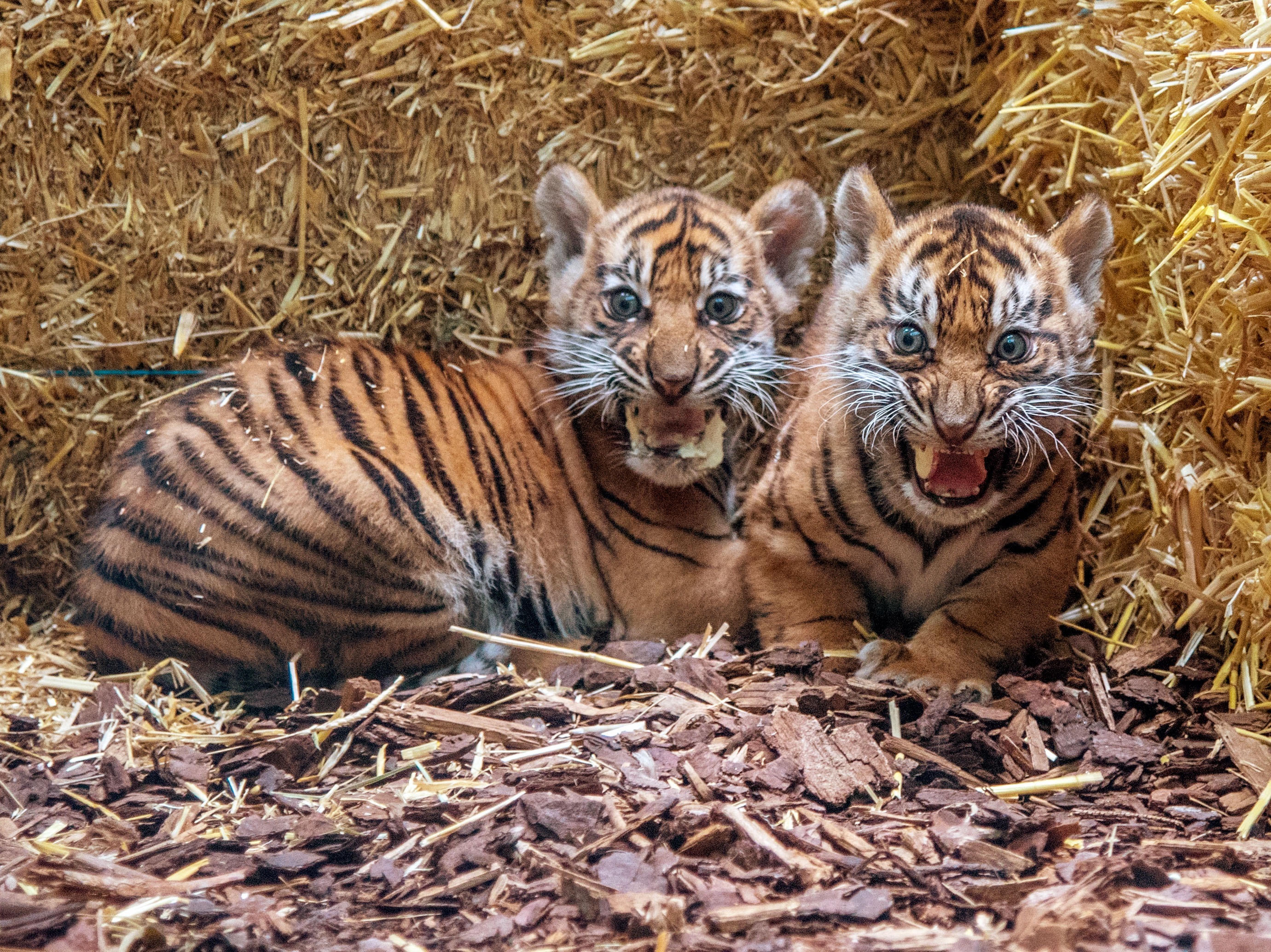 Jüngster Zuwachs und Publikumsmagnet: die Sumatra-Tiger Raja und Rimba, Credit: © Bernd Kammerer