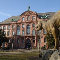 Foto: Senckenberg-Naturmuseum