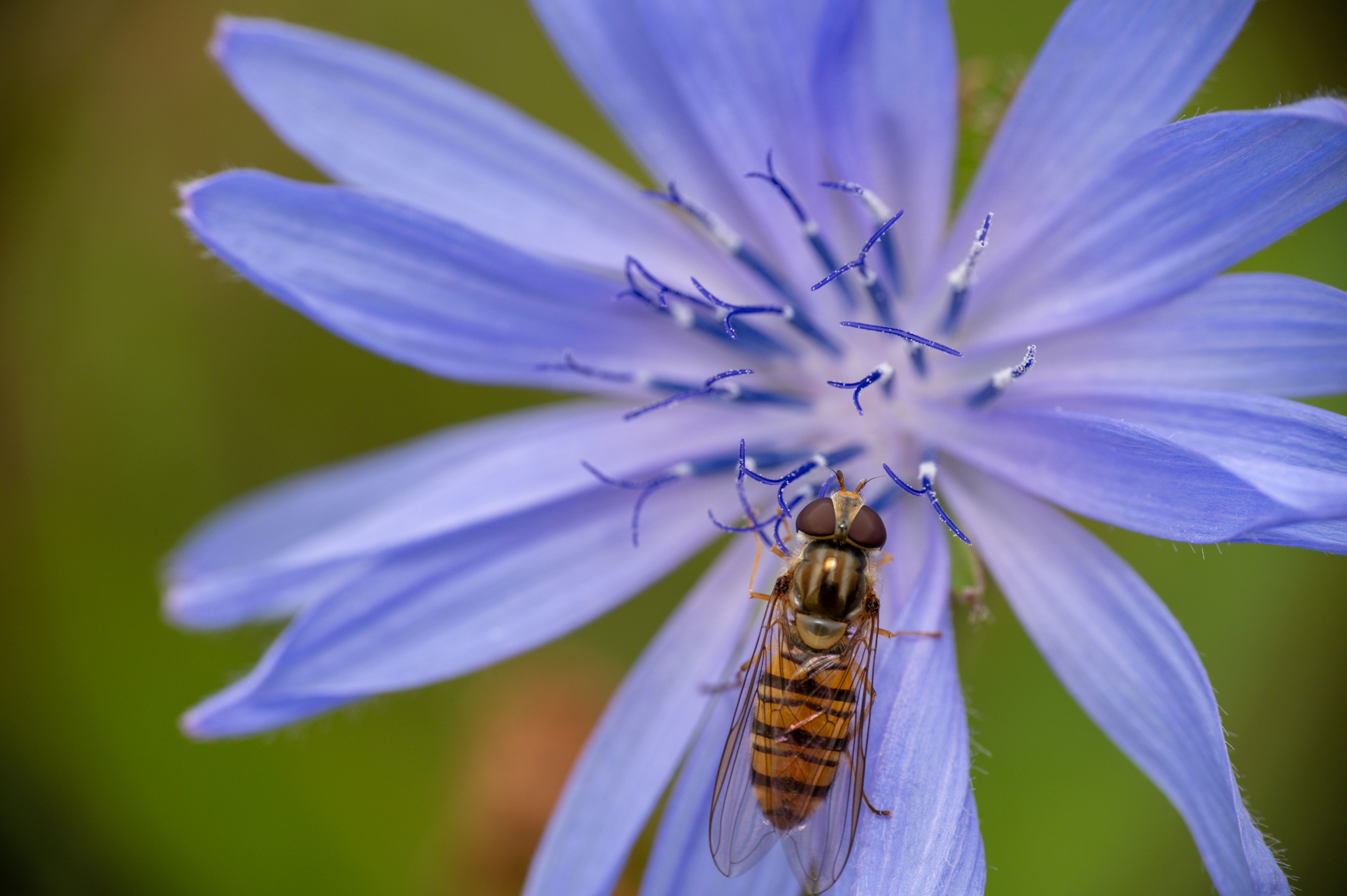 Hainschwebfliege Episyrphus balteatus  , Credit: © Foto: D. Warzecha 