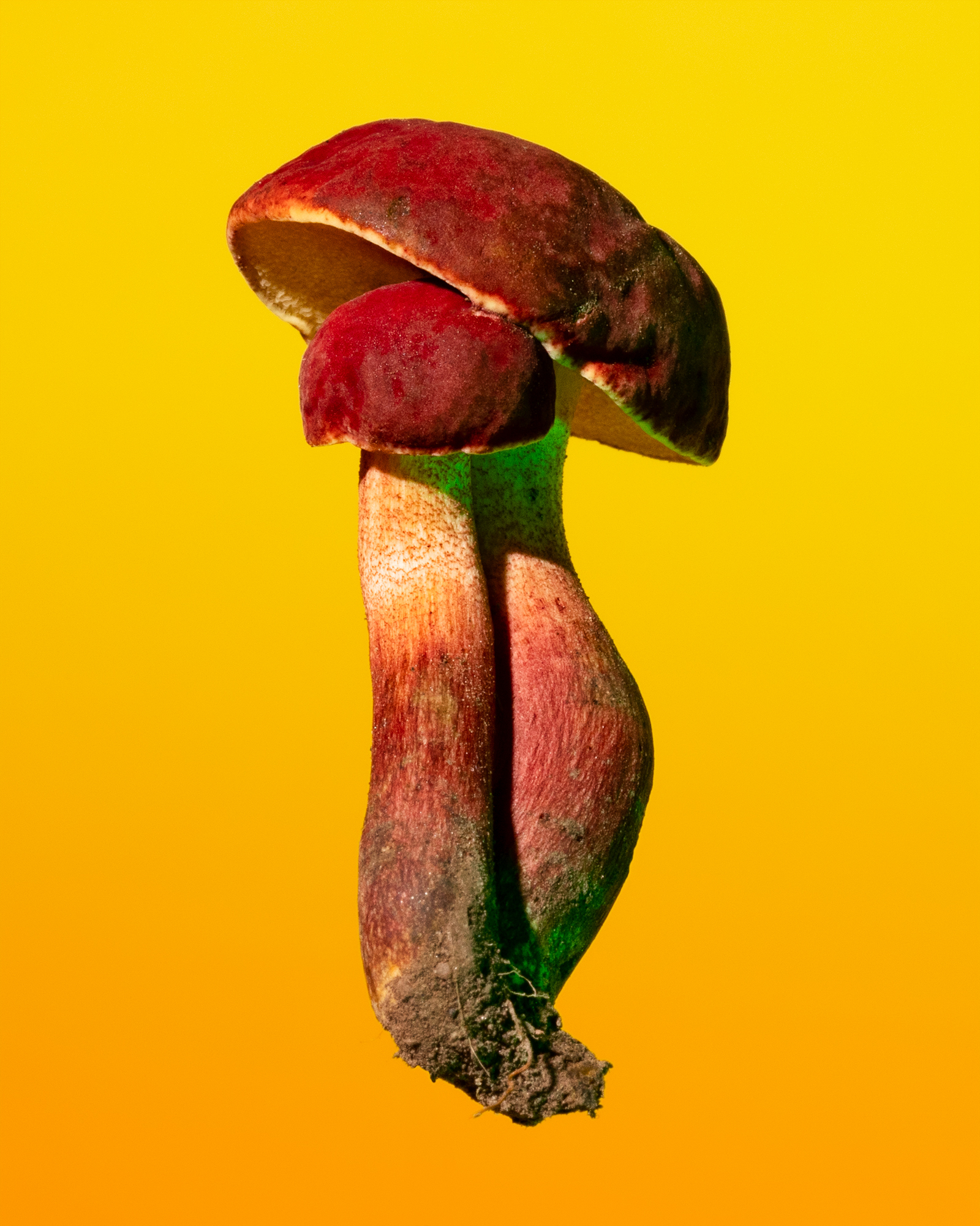 Phyllis Ma, Hortiboletus rubellus, 2021, Fotografie, aus der Serie Mushrooms and Friends  , Credit: © Phyllis Ma  