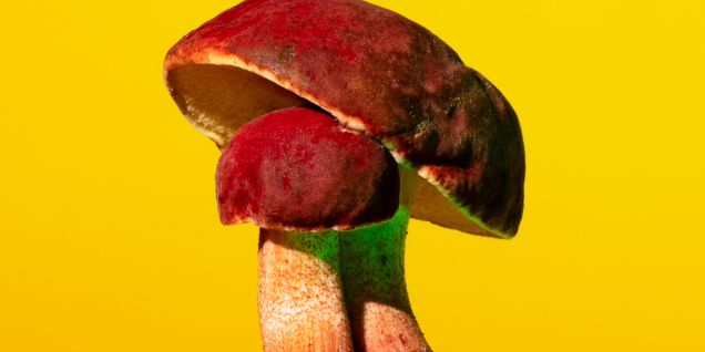 Phyllis Ma, Hortiboletus rubellus, 2021, Fotografie, aus der Serie Mushrooms and Friends  , Credit: © Phyllis Ma  