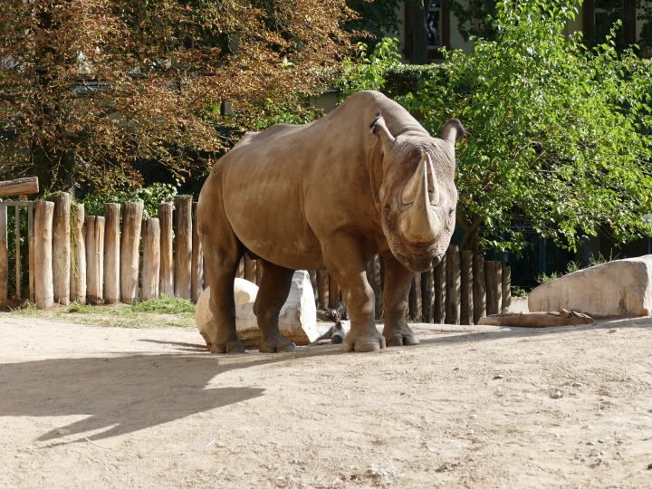 Foto: www.zoo-frankfurt.de