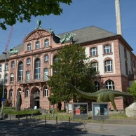 Foto: Senckenberg