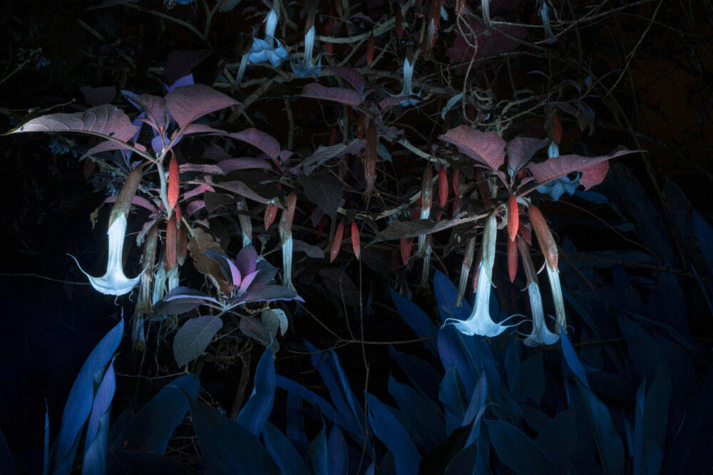 Felipe Castelblanco, Borrachero Dreams (Brugmansia Versicolor, Tabanok), Credit: © Museum Sinclair-Haus