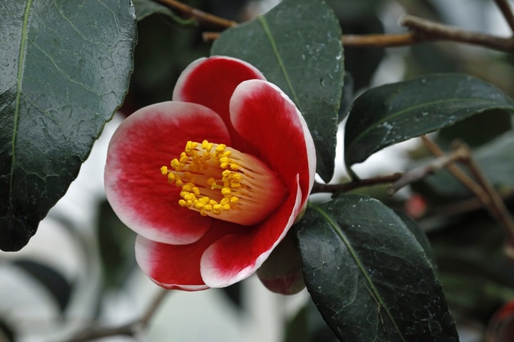 Foto: Palmengarten der Stadt Frankfurt, Tom Wolf